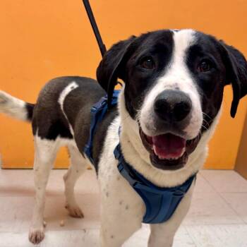 Greater Swiss Mountain Dog Dogs Available for Adoption in Joshua Tree, California - ROSY | PetCurious