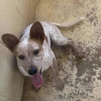 Stromboli -  Cattle Dog and Mixed Breed Dog for Adoption in Austin, Texas - Stromboli | PetCurious