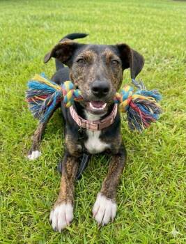 Scarlett -  Labrador Retriever Dog for Adoption in Mount Laurel Township, New Jersey - Scarlett | PetCurious