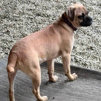 Junebug -  Pug Dog for Adoption in Grafton, Ohio - Junebug | PetCurious