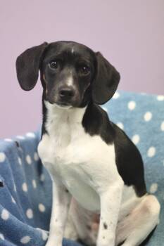 Rat Terrier Dogs Available for Adoption in Manchester, New Hampshire - Dan In NH! Come Meet Our Adoptable Dogs Wednesday-Saturday. More | PetCurious