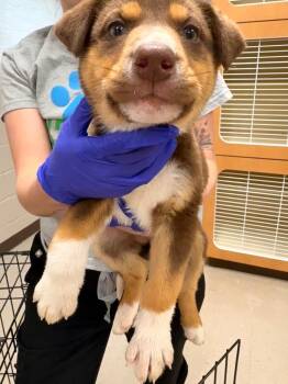 Husky and Mixed Breed Dogs Available for Adoption - Happy | PetCurious
