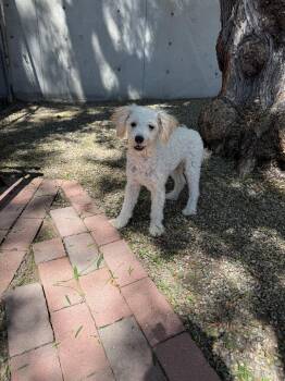 Lenny -  Miniature Poodle Dog for Adoption in Laguna Beach, California - Lenny | PetCurious
