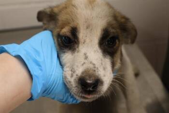 PEACHY -  Mixed Breed Dog for Adoption in Columbia, South Carolina - PEACHY | PetCurious