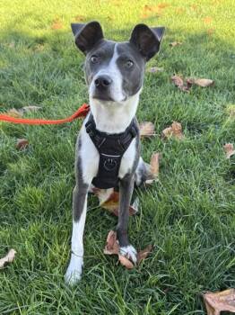 Rescue Whippet Dogs for Adoption in Dublin, California - Hominy | PetCurious