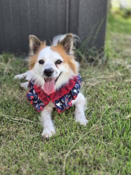 EUN -  Pomeranian and Spitz Dog for Adoption in Agoura Hills, California - EUN | PetCurious