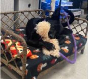 Dante -  Mixed Breed Dog for Adoption in West Chester, Pennsylvania - Dante | PetCurious