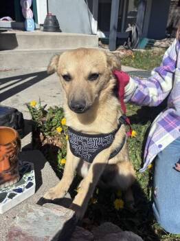 Shepherd Dogs Available for Adoption - Delilah (A1244097) | PetCurious