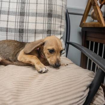 Baby Saja -  Dachshund and Mixed Breed Dog for Adoption in Pawling, New York - Baby Saja | PetCurious