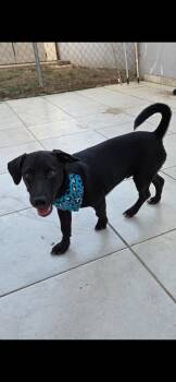 Boots -  Dachshund Dog for Adoption in New York, New York - Boots | PetCurious