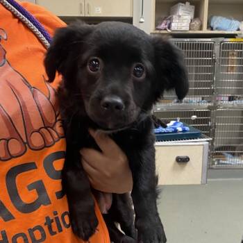WAGS-Stray-22233 -  Spaniel and Chihuahua Dog for Adoption in Westminster, California - WAGS-Stray-22233 | PetCurious