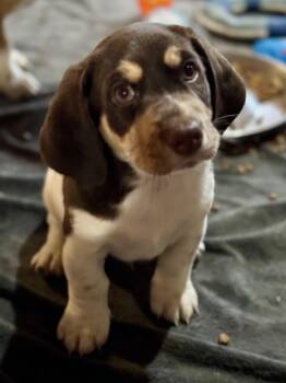 Rescue Basset Hound and Beagle Dogs for Adoption in Washington, Missouri - Marzen | PetCurious