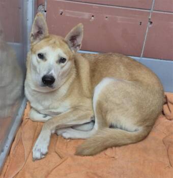 SKIPPER -  German Shepherd Dog and Mixed Breed Dog for Adoption in Houston, Texas - SKIPPER | PetCurious