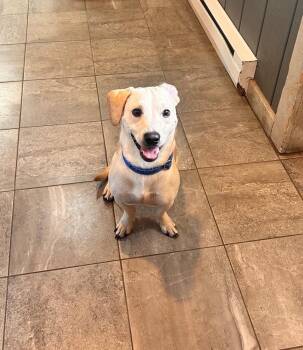 Carl -  Labrador Retriever and Dachshund Dog for Adoption in South Charleston, Ohio - Carl | PetCurious