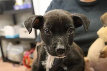 Rescue Mixed Breed Dogs for Adoption in Columbia, South Carolina - ROLO | PetCurious