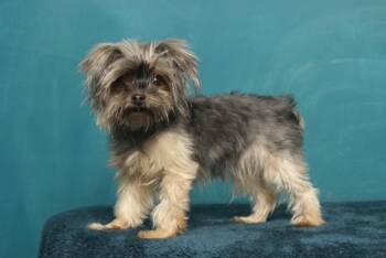 Yorkshire Terrier Dogs Available for Adoption in Maitland, Florida - Toostie  | PetCurious