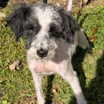 Ginny -  Terrier Dog for Adoption in Calverton, New York - Ginny | PetCurious