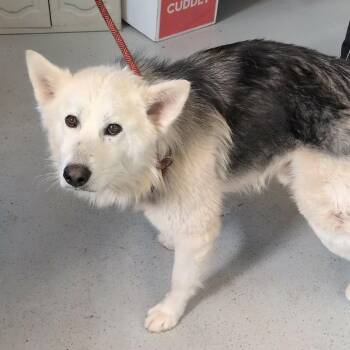 Mixed Breed Dogs Available for Adoption - Gordy | PetCurious