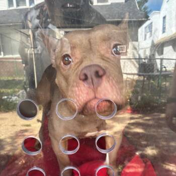 Honeybun -  American Bully Dog for Adoption in Philadelphia, Pennsylvania - Honeybun | PetCurious
