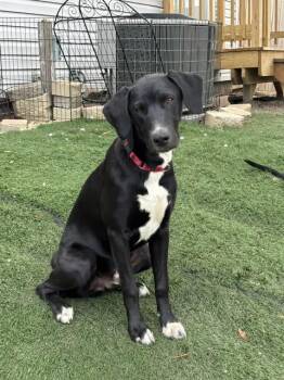 Labrador Retriever Dogs Available for Adoption in Orland Park, Illinois - Mister Yukon  | PetCurious