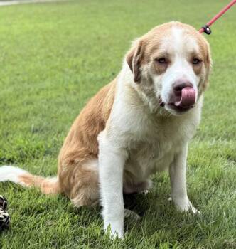 LITTLE T -  Australian Shepherd and Labrador Retriever Dog for Adoption in Locust Fork, Alabama - LITTLE T | PetCurious