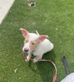 Jack Russell Terrier and Cattle Dog Dogs Available for Adoption in Fort Collins, Colorado - Caspian | PetCurious