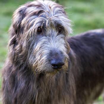 Rescue Irish Wolfhound Dogs for Adoption in Silvana, Washington - Ronan | PetCurious
