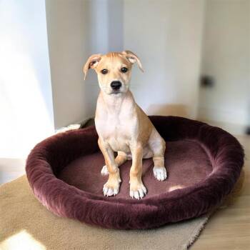 Gravy TM1 -  Mixed Breed Dog for Adoption in Isabela, Isabela - Gravy TM1 | PetCurious