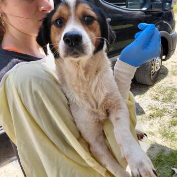Todoro 6383 -  Mixed Breed Dog for Adoption in Loxahatchee Groves, Florida - Todoro 6383 | PetCurious