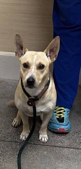 Rescue Terrier and Mixed Breed Dogs for Adoption in Honolulu, Hawaii - 59735041 | PetCurious