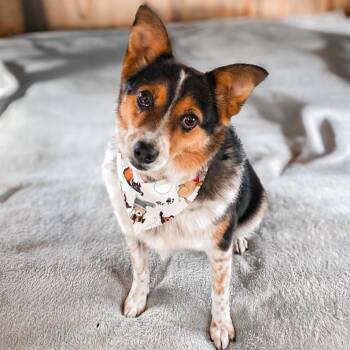 Phoebe -  Corgi and Mixed Breed Dog for Adoption in Springboro, Ohio - Phoebe | PetCurious