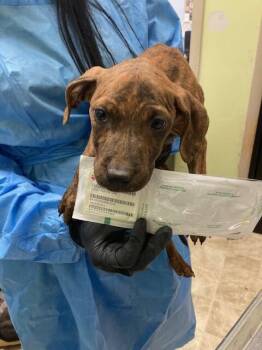 Marigold -  Mixed Breed Dog for Adoption in Cincinnati, Ohio - Marigold | PetCurious