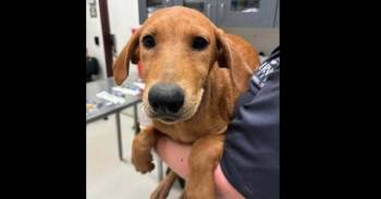 Wednesday Litter: Enid (CP) -  Golden Retriever and Doberman Pinscher Dog for Adoption in Dallas, Texas - Wednesday Litter: Enid (CP) | PetCurious