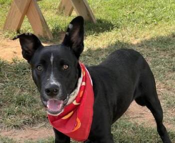 Kobalt $25 -  Border Collie and Mixed Breed Dog for Adoption in Seneca, South Carolina - Kobalt $25 | PetCurious