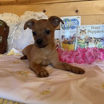Flynn -  Chihuahua and Yorkshire Terrier Dog for Adoption in Vacaville, California - Flynn | PetCurious