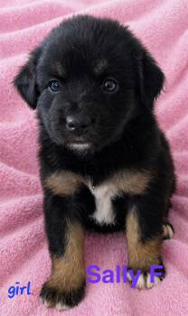 Australian Shepherd and Norwegian Elkhound Dogs Available for Adoption in Semmes, Alabama - Sally  | PetCurious