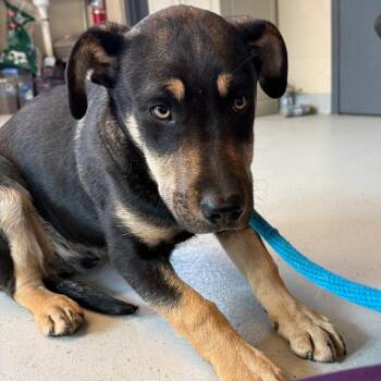 Mixed Breed Dogs Available for Adoption - Scrappy | PetCurious