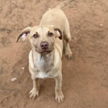Labrador Retriever Dogs Available for Adoption - Espresso | PetCurious
