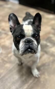 Stitch -  French Bulldog Dog for Adoption in Cottonwood, Arizona - Stitch | PetCurious