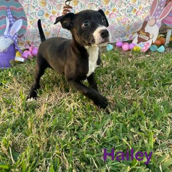 Rescue Staffordshire Bull Terrier Dogs for Adoption in Spring, Texas - Hailey | PetCurious