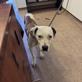 Rosie -  Terrier Dog for Adoption in Brentwood, Missouri - Rosie | PetCurious