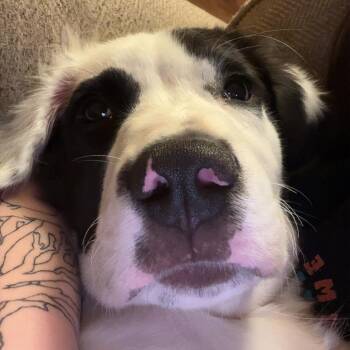 Rex -  Border Collie and Pit Bull Terrier Dog for Adoption in Rossville, Georgia - Rex | PetCurious