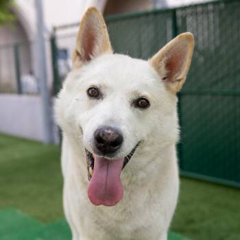 Jon Snow -  Siberian Husky Dog for Adoption in Pasadena, California - Jon Snow | PetCurious