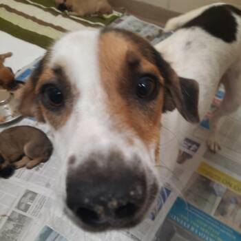 Rescue Pointer and Mixed Breed Dogs for Adoption in Corpus Christi, Texas - Marla | PetCurious