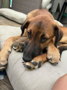 Denali -  Doberman Pinscher and Great Pyrenees Dog for Adoption in East Amherst, New York - Denali | PetCurious