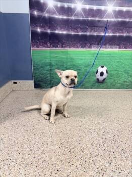 MAYO -  French Bulldog and Boston Terrier Dog for Adoption in Doral, Florida - MAYO | PetCurious