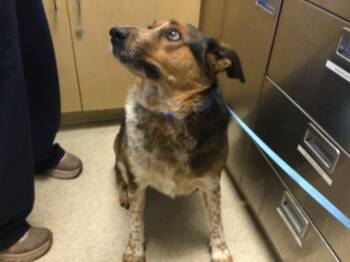 HANDSOME -  Australian Shepherd Dog for Adoption in Riverside, California - HANDSOME | PetCurious