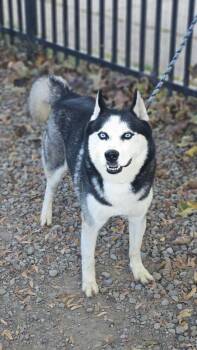 Wolfgang -  Siberian Husky Dog for Adoption in Buffalo, New York - Wolfgang | PetCurious