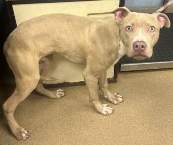Dezzy -  Mixed Breed Dog for Adoption in Chamblee, Georgia - Dezzy | PetCurious