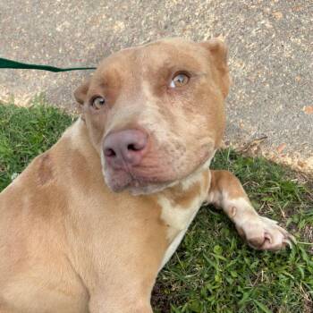 Bonnie -  Mixed Breed Dog for Adoption in Memphis, Tennessee - Bonnie | PetCurious
